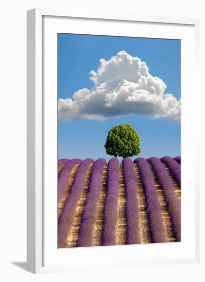 Lavender Field, Provence-Nino Marcutti-Framed Photographic Print