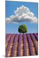 Lavender Field, Provence-Nino Marcutti-Mounted Photographic Print