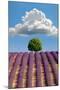 Lavender Field, Provence-Nino Marcutti-Mounted Photographic Print