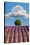 Lavender Field, Provence-Nino Marcutti-Stretched Canvas