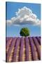 Lavender Field, Provence-Nino Marcutti-Stretched Canvas