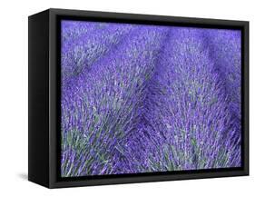 Lavender Field, Sequim, Olympic National Park, Washington, USA-Charles Sleicher-Framed Stretched Canvas