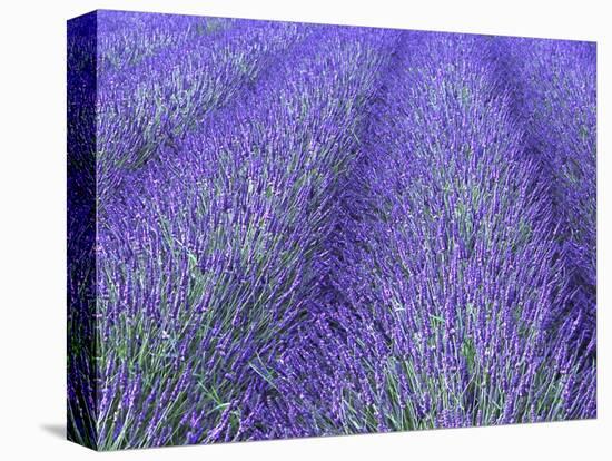 Lavender Field, Sequim, Olympic National Park, Washington, USA-Charles Sleicher-Stretched Canvas