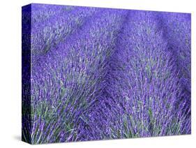 Lavender Field, Sequim, Olympic National Park, Washington, USA-Charles Sleicher-Stretched Canvas