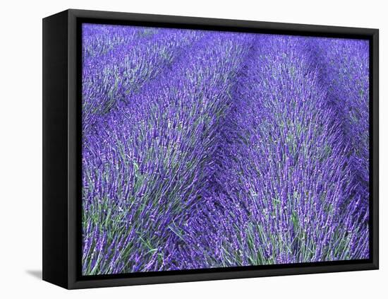 Lavender Field, Sequim, Olympic National Park, Washington, USA-Charles Sleicher-Framed Stretched Canvas
