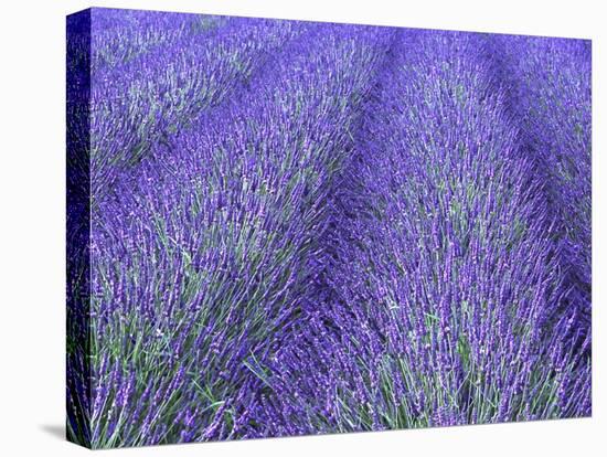 Lavender Field, Sequim, Olympic National Park, Washington, USA-Charles Sleicher-Stretched Canvas