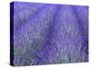 Lavender Field, Sequim, Olympic National Park, Washington, USA-Charles Sleicher-Stretched Canvas