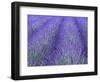 Lavender Field, Sequim, Olympic National Park, Washington, USA-Charles Sleicher-Framed Photographic Print