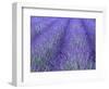 Lavender Field, Sequim, Olympic National Park, Washington, USA-Charles Sleicher-Framed Photographic Print