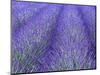Lavender Field, Sequim, Olympic National Park, Washington, USA-Charles Sleicher-Mounted Photographic Print