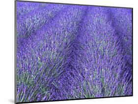 Lavender Field, Sequim, Olympic National Park, Washington, USA-Charles Sleicher-Mounted Photographic Print