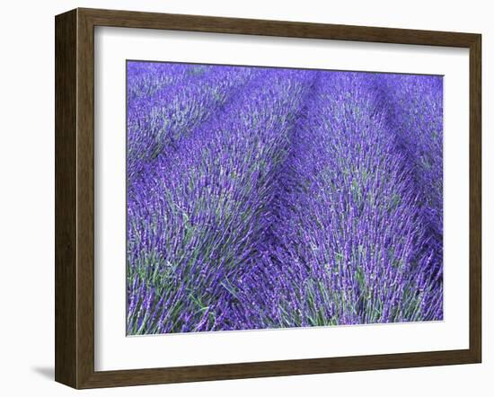 Lavender Field, Sequim, Olympic National Park, Washington, USA-Charles Sleicher-Framed Photographic Print