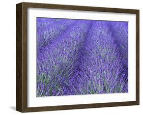 Lavender Field, Sequim, Olympic National Park, Washington, USA-Charles Sleicher-Framed Photographic Print