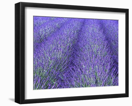 Lavender Field, Sequim, Olympic National Park, Washington, USA-Charles Sleicher-Framed Photographic Print