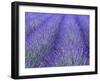 Lavender Field, Sequim, Olympic National Park, Washington, USA-Charles Sleicher-Framed Photographic Print