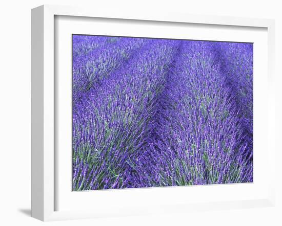 Lavender Field, Sequim, Olympic National Park, Washington, USA-Charles Sleicher-Framed Photographic Print