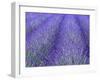 Lavender Field, Sequim, Olympic National Park, Washington, USA-Charles Sleicher-Framed Photographic Print
