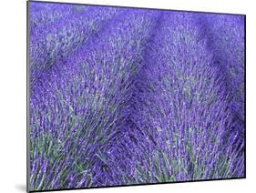 Lavender Field, Sequim, Olympic National Park, Washington, USA-Charles Sleicher-Mounted Photographic Print