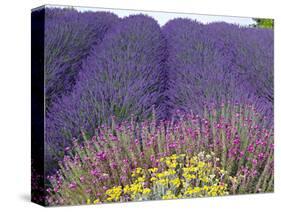 Lavender Field, Sequim, Washington, USA-Charles Sleicher-Stretched Canvas