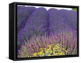 Lavender Field, Sequim, Washington, USA-Charles Sleicher-Framed Stretched Canvas