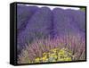 Lavender Field, Sequim, Washington, USA-Charles Sleicher-Framed Stretched Canvas