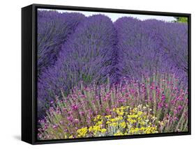 Lavender Field, Sequim, Washington, USA-Charles Sleicher-Framed Stretched Canvas