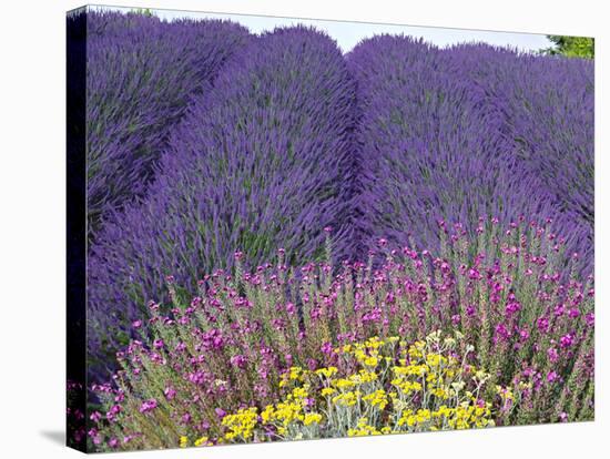 Lavender Field, Sequim, Washington, USA-Charles Sleicher-Stretched Canvas