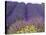 Lavender Field, Sequim, Washington, USA-Charles Sleicher-Stretched Canvas