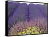 Lavender Field, Sequim, Washington, USA-Charles Sleicher-Framed Stretched Canvas