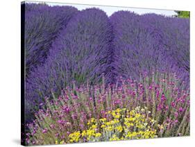 Lavender Field, Sequim, Washington, USA-Charles Sleicher-Stretched Canvas