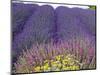 Lavender Field, Sequim, Washington, USA-Charles Sleicher-Mounted Photographic Print