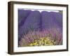 Lavender Field, Sequim, Washington, USA-Charles Sleicher-Framed Photographic Print