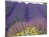 Lavender Field, Sequim, Washington, USA-Charles Sleicher-Mounted Photographic Print