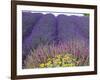 Lavender Field, Sequim, Washington, USA-Charles Sleicher-Framed Photographic Print