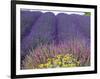 Lavender Field, Sequim, Washington, USA-Charles Sleicher-Framed Photographic Print