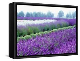 Lavender Field, Sequim, Washington, USA-Janell Davidson-Framed Stretched Canvas