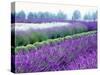 Lavender Field, Sequim, Washington, USA-Janell Davidson-Stretched Canvas