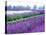 Lavender Field, Sequim, Washington, USA-Janell Davidson-Stretched Canvas