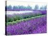 Lavender Field, Sequim, Washington, USA-Janell Davidson-Stretched Canvas