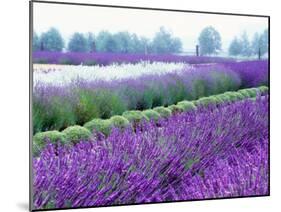 Lavender Field, Sequim, Washington, USA-Janell Davidson-Mounted Premium Photographic Print