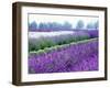 Lavender Field, Sequim, Washington, USA-Janell Davidson-Framed Photographic Print