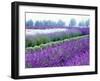 Lavender Field, Sequim, Washington, USA-Janell Davidson-Framed Photographic Print