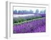 Lavender Field, Sequim, Washington, USA-Janell Davidson-Framed Photographic Print