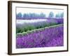 Lavender Field, Sequim, Washington, USA-Janell Davidson-Framed Photographic Print