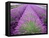 Lavender Field, Sequim, Washington, USA-Janell Davidson-Framed Stretched Canvas