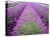 Lavender Field, Sequim, Washington, USA-Janell Davidson-Stretched Canvas