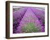 Lavender Field, Sequim, Washington, USA-Janell Davidson-Framed Photographic Print