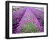 Lavender Field, Sequim, Washington, USA-Janell Davidson-Framed Photographic Print