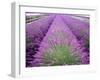 Lavender Field, Sequim, Washington, USA-Janell Davidson-Framed Photographic Print