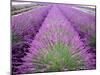 Lavender Field, Sequim, Washington, USA-Janell Davidson-Mounted Photographic Print